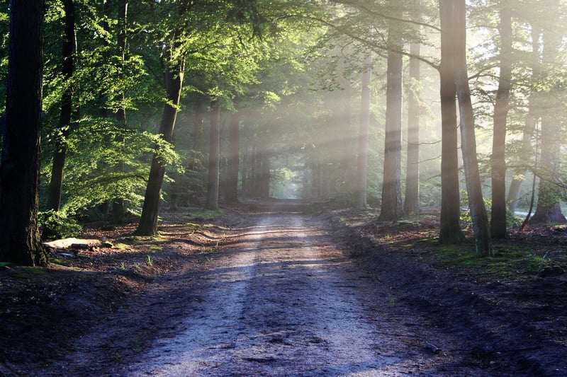 Forest Trekking
